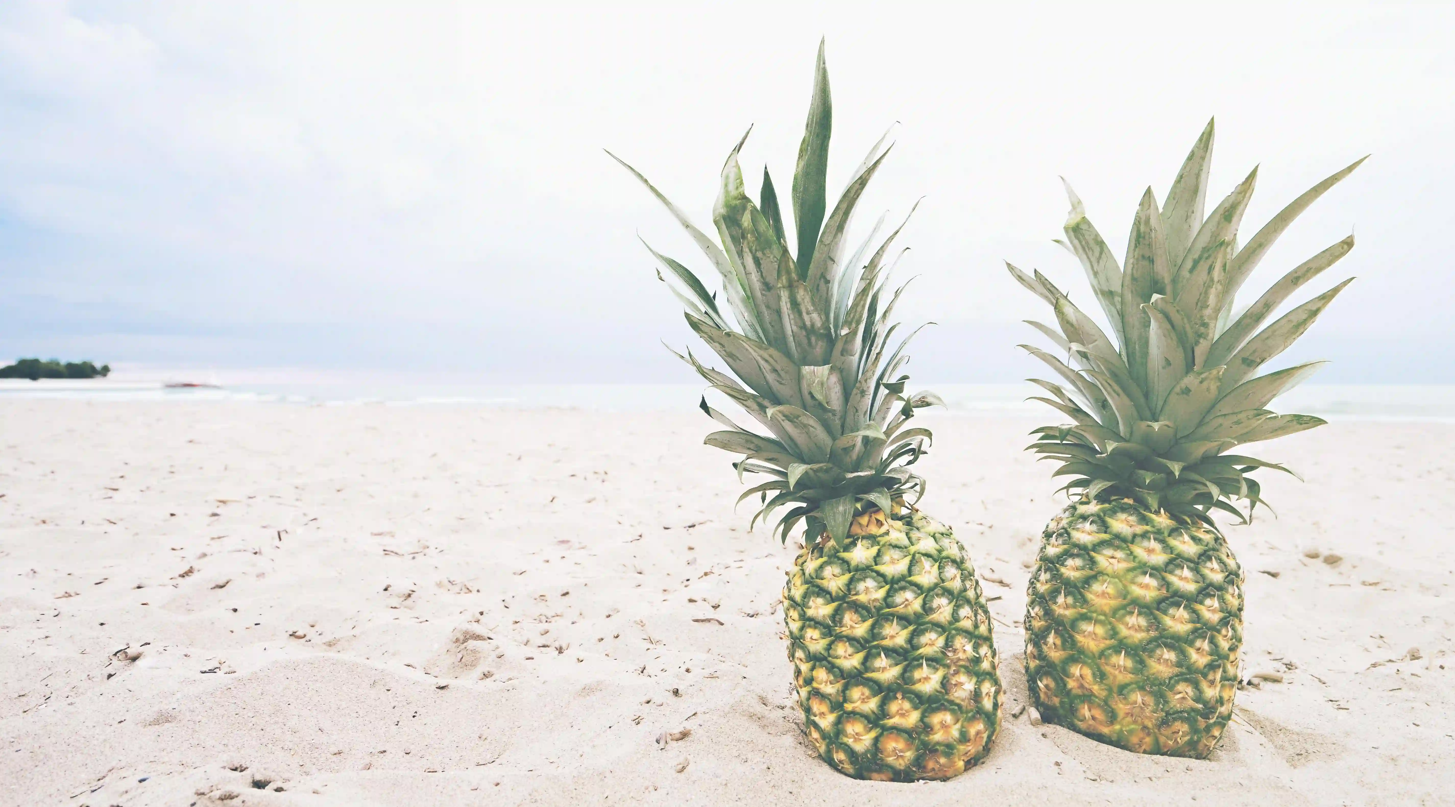 五葉絞股藍泡水的健康益處與食用禁忌：你知道多少？